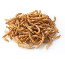 Корма для насекомоядных