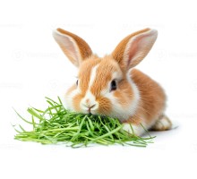 Корм для травоядных